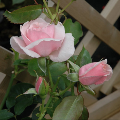 Pink-and-white rose blooms with green leaves in a garden planter