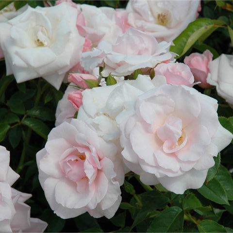 Group of white rose flowers with pink-tinted edges and golden centers, close-up