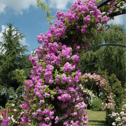Mauve rambler rose climbing over a garden frame with clusters of pink-purple blooms
