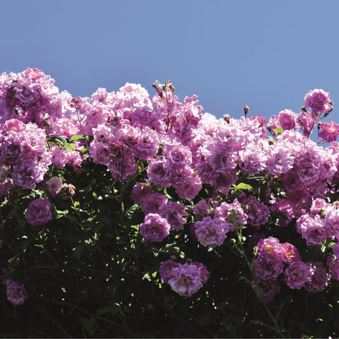 Mauve rambler rose blooms in a dense cluster with light pink-purple double flowers