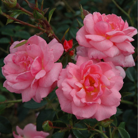 Pink double rose blooms with curled petals and green leaves on branching stems