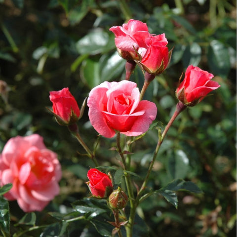 Pink rose bud and open flower cluster on green stems with serrated leaves
