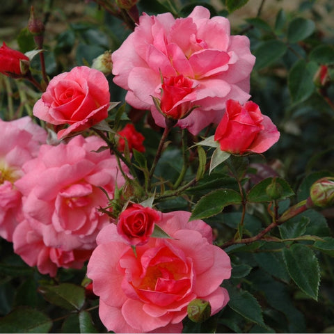 Pink and red-tinted rose blossoms on branching stems with glossy green leaves