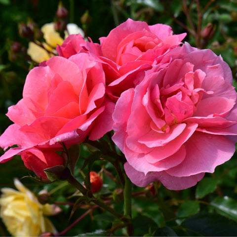 Large pink double rose flowers with layered petals and green foliage