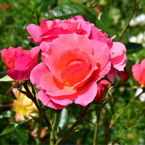 Bright pink rose double bloom with layered petals on green leafy stems