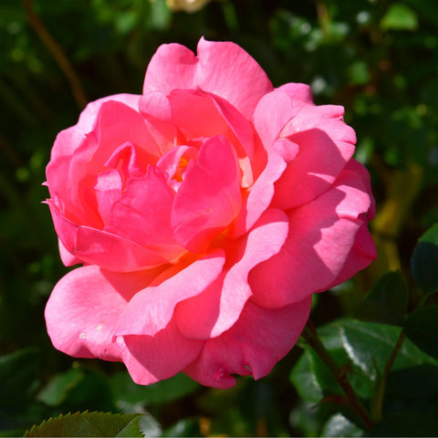 Close-up of a pink rose double flower with ruffled petals and green leaves