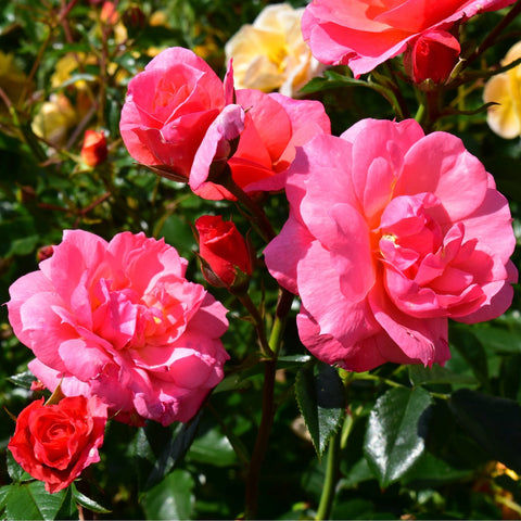 Pink rose flowers and red buds on green stems with serrated leaves