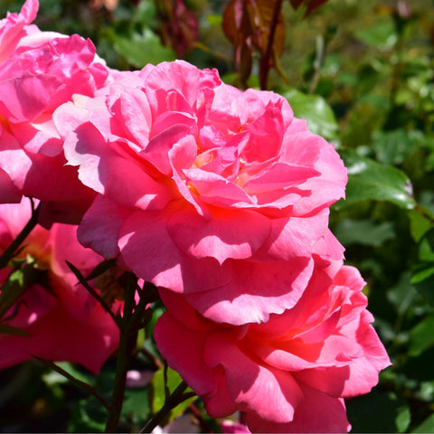 Soft pink rose bloom cluster with layered petals and glossy green leaves
