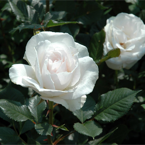 White rose flowers with pale centers on green stems and leaves, one bloom slightly open