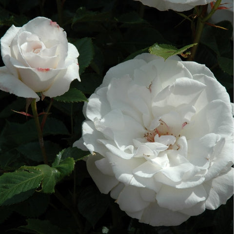 Two white rose blooms with pale centers and green leaves on stems