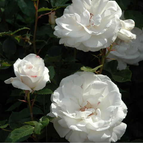Cluster of white rose flowers with pale centers and green foliage on stems