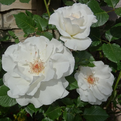 Three white rose blossoms with yellow centers and green leaves on stems