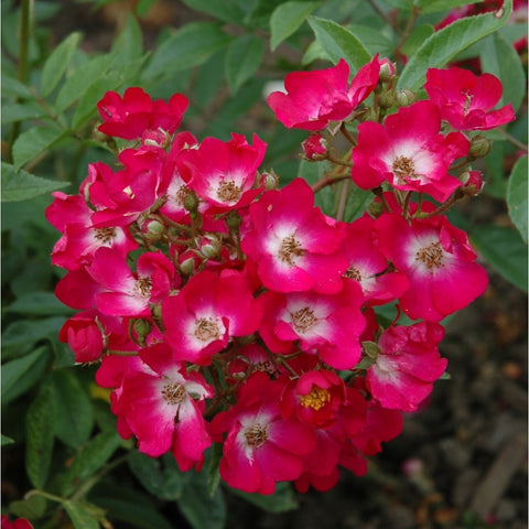Marjorie Fair rose plant with vivid pink blossoms against green foliage
