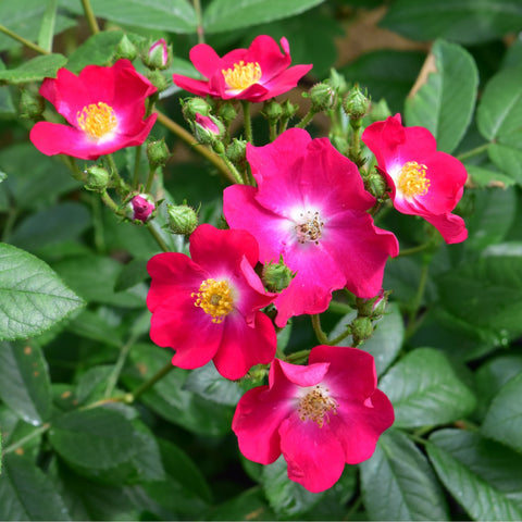Marjorie Fair rose plant close-up of bright pink flowers with yellow centers