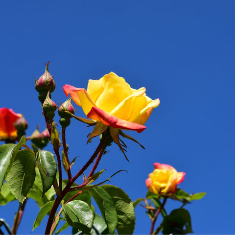 Climbing rose with a large yellow bloom, buds, and glossy green leaves