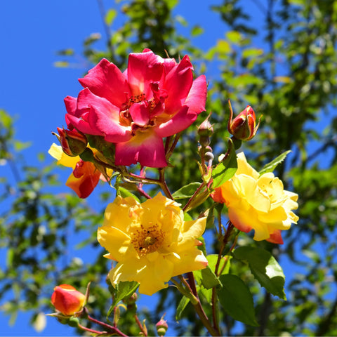 Climbing rose cluster with red, yellow, and pink blooms and green leaves
