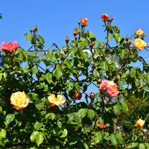 Climbing rose plant with multiple colorful blooms on a fence, with green leaves