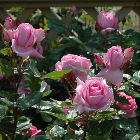 Cluster of pink rose blooms on a rose bush with glossy green leaves