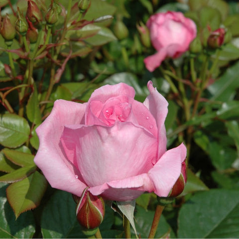 Pink rose bloom with dew-like droplets and surrounding green leaves