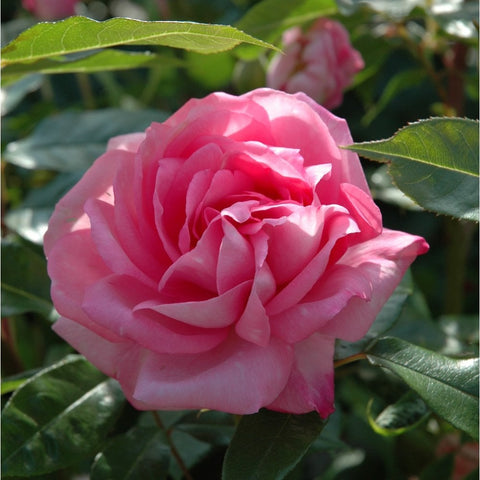 Large pink rose bloom with layered petals and green leaf background