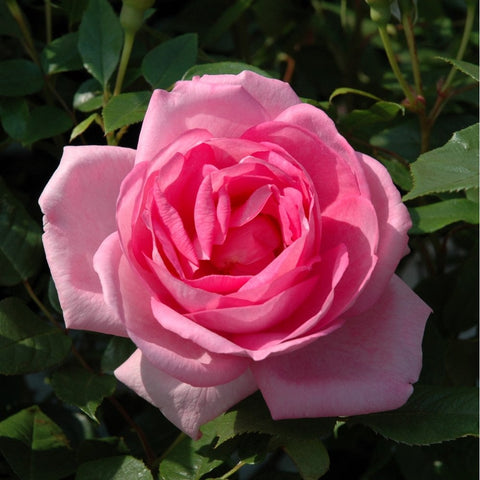 Pink rose bloom with spiral center and green leaves on a rose bush