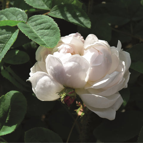 Alfred De Dalmas rose cluster, white double blooms with green leaves and tight buds
