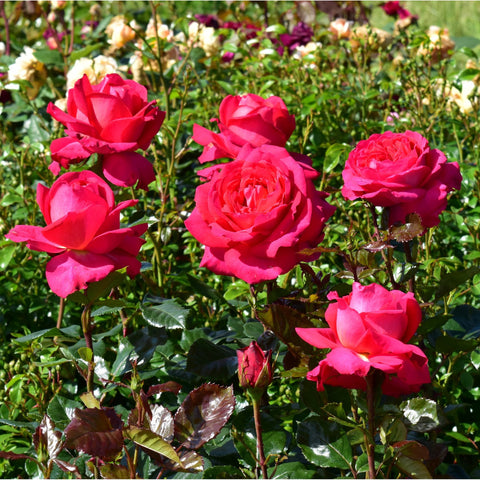Group of pink roses on green stems with glossy leaves.