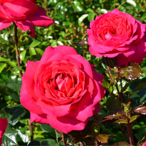 Two pink rose blooms on stems with green leaves and small buds.