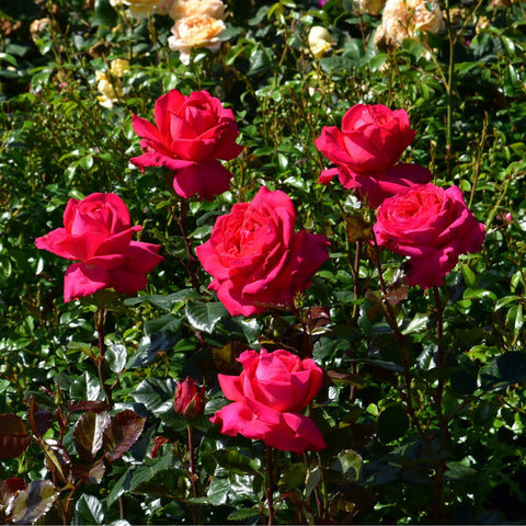 Multiple pink rose flowers on branches with green leaves.