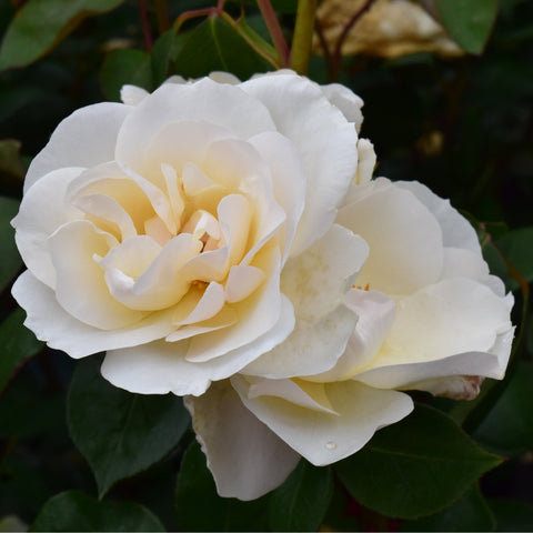 White and pale yellow double rose bloom with layered petals and green leaves