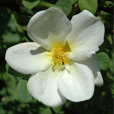 White single rose bloom with yellow stamens and green leaves