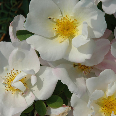 Cluster of white rose blooms with yellow centers and green foliage