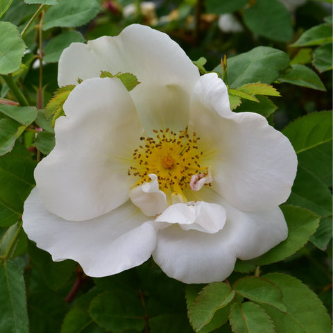 White rose bloom with yellow center and layered petals