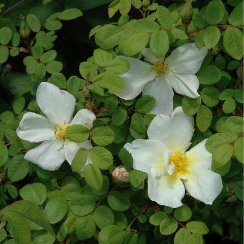 White rose flowers growing on leafy shrub with multiple blooms
