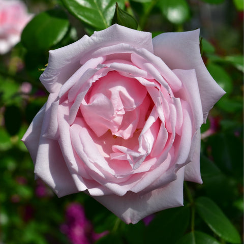 Pale pink double rose bloom with curled petals on green leaves