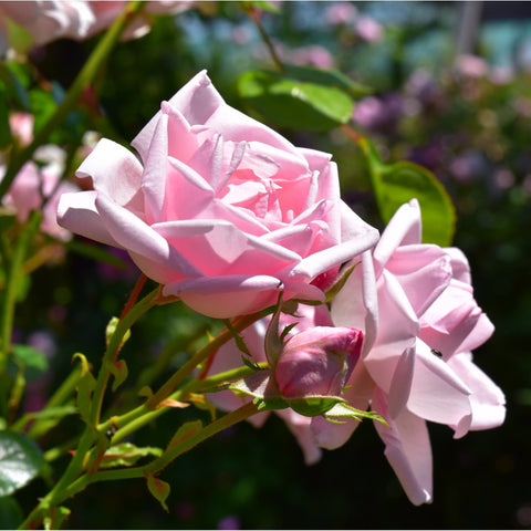 Pink rose blossoms and unopened buds on leafy stems