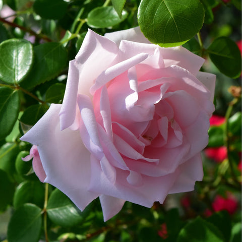 Light pink rose bloom on green leaves with nearby foliage