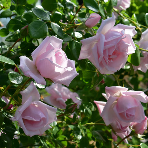 Multiple pale pink rose blooms on leafy branches