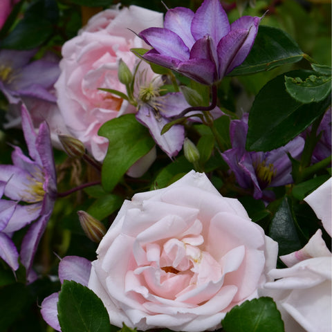 White rose bloom with pale pink center beside purple flower and green leaves