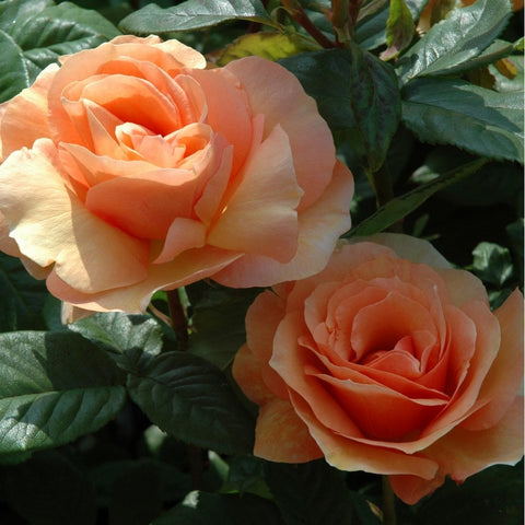 Peach rose blossoms with ruffled petals and glossy green leaves.