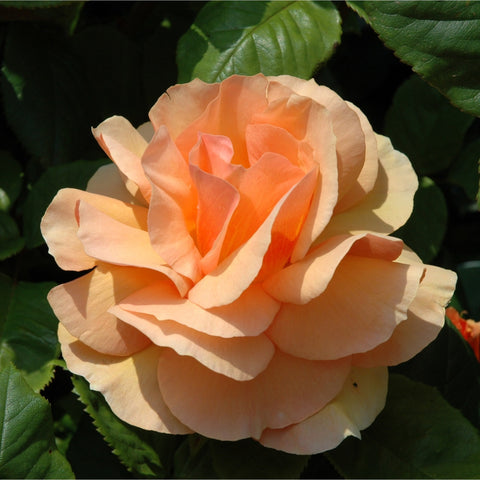 Cream and peach rose bloom with ruffled petals and dark green leaves.