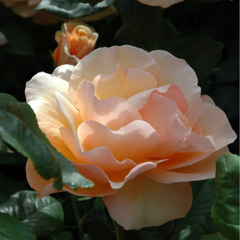 Cream rose bloom with peach tones and ruffled petals on green foliage.