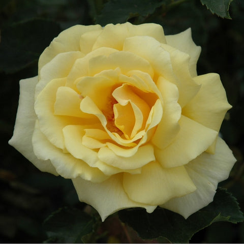 Pale yellow rose bloom with warm orange center and ruffled petals, green leaves