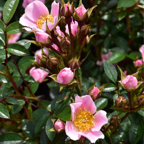 Pink rose buds and blossoms on stems with green serrated leaves