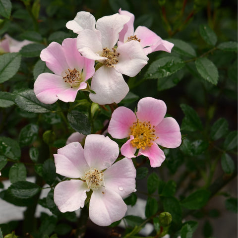 Pale pink and white rose blossoms with yellow centers on leafy green stems