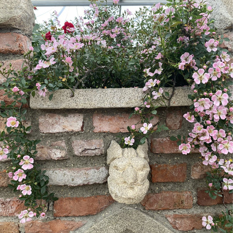 Pink rose shrub with small five-petal blooms cascading along a stone planter