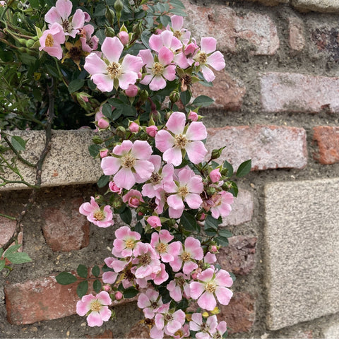 Pink rose blooms clustered on green stems, five petals with yellow centers