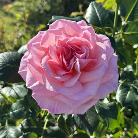 Pink rose flower with ruffled petals and green leaves, close-up on stem