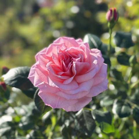 Pink rose bloom with layered petals and dark green leaves, angled view