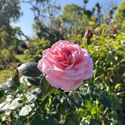 Pink rose flower on green stems with surrounding leaves in sunlight